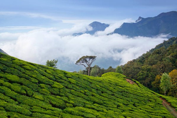 Munnar Travel Packages
